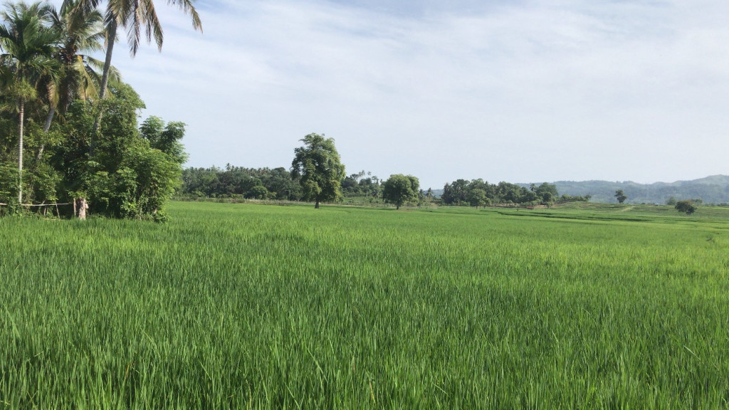 Hamparan sawah yang terdapat di desa Ujong Mesjid Tanoh Abee.